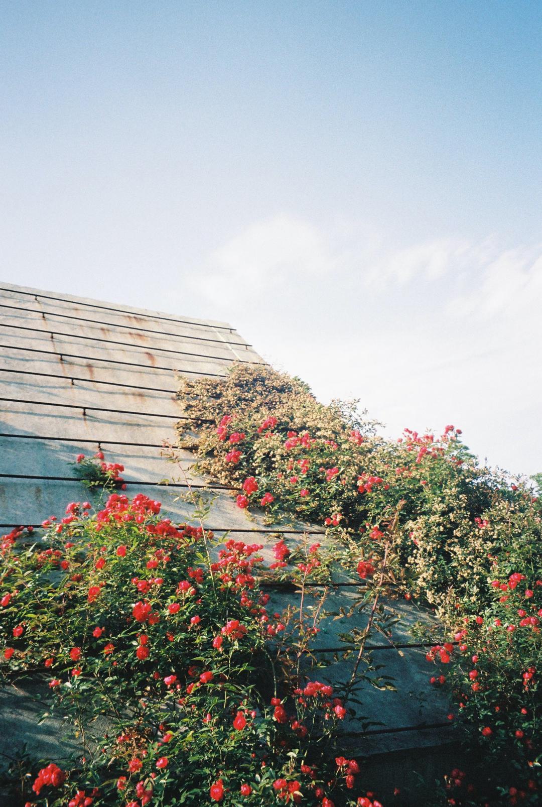 Flowers on a building